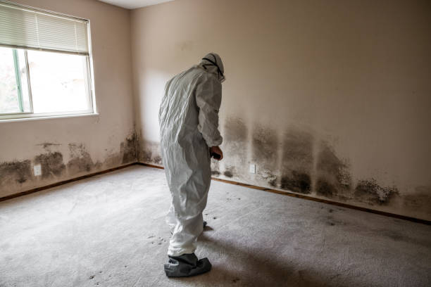 Best Emergency Mold Removal  in Tornillo, TX